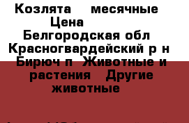 Козлята 2x месячные › Цена ­ 1 500 - Белгородская обл., Красногвардейский р-н, Бирюч п. Животные и растения » Другие животные   